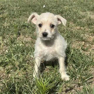 Odin