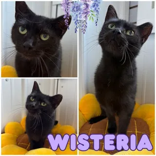 Wisteria