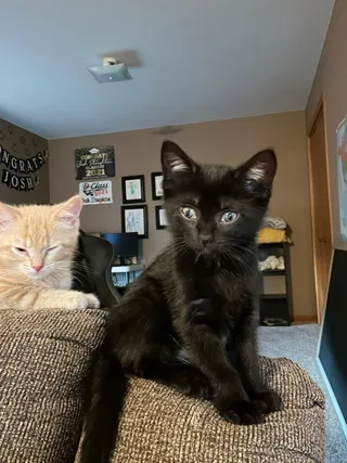 Fudge