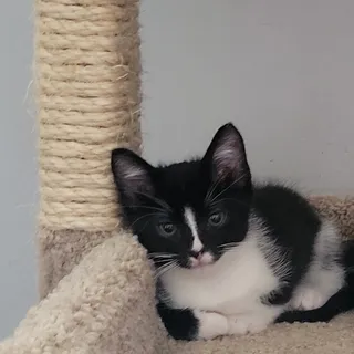 Miso