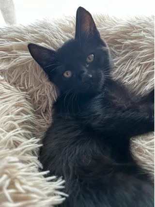 Baxter