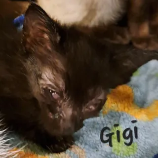 Gigi