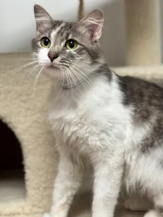 Gracie