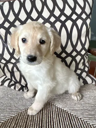 DOLLY