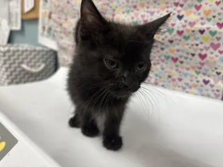 Juno