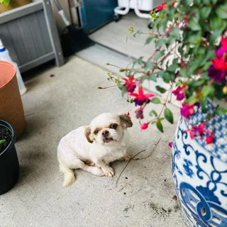 Gracie