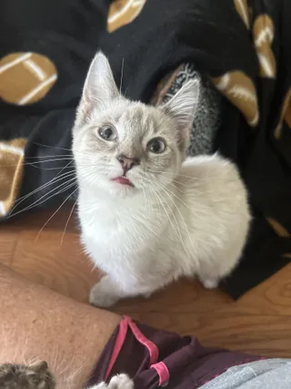 Freya
