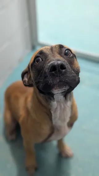 Loki