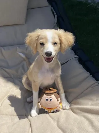 Woody
