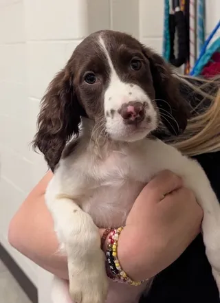 Pepper