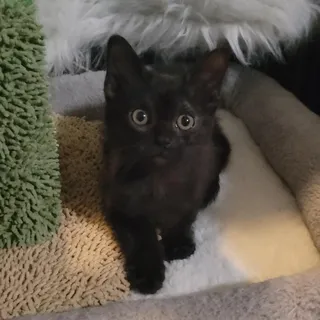 Bonnie
