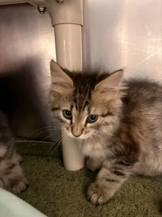 Bobcat