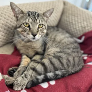 Milo