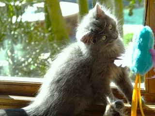 Mouse