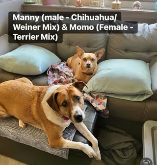 Manny