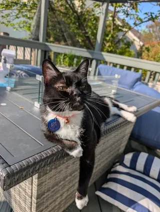 Apollo