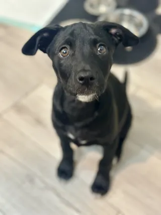 FRITO