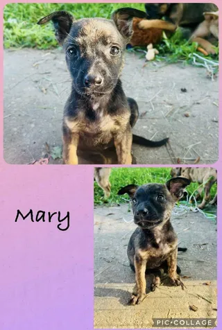 Mary