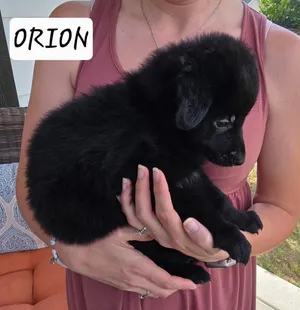 Orion