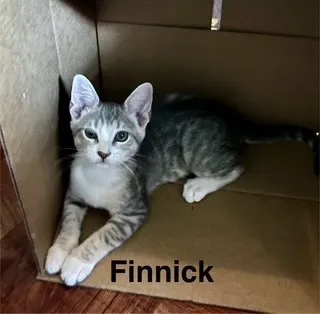 Finnick