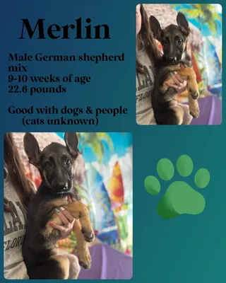 Merlin
