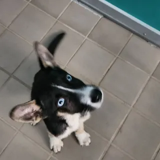 Halo