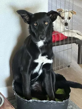 Sakari