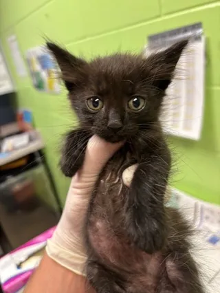 MOKI
