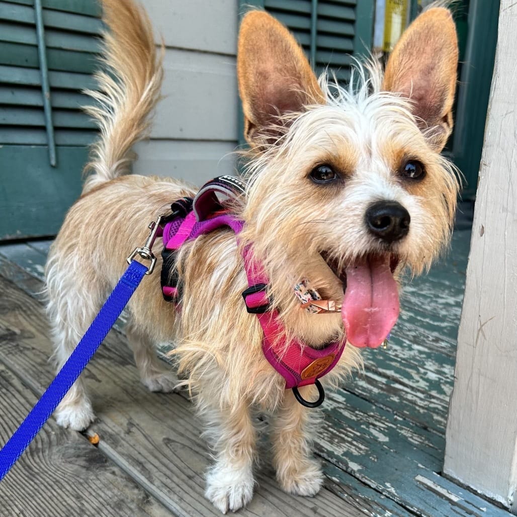 WHAT IS A BENEFACTOR DOG visual data 4