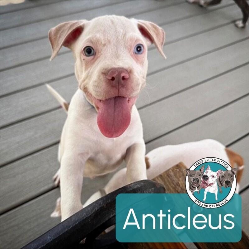Adopt Anticleus Penelope Today - Find Paw Pal