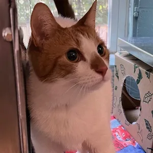 Little Timmy