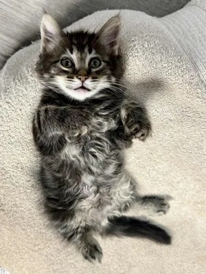 Winter - affectionate and playful 8 week young kitten