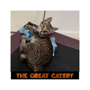 The Great Catsby