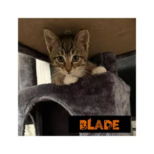 Blade