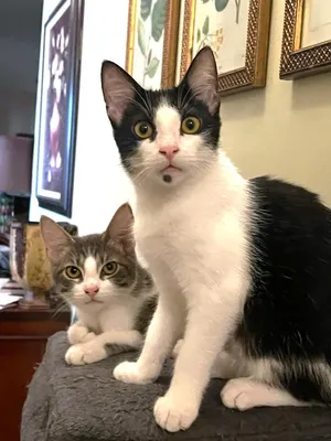 Figaro