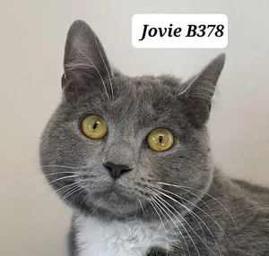 Jovie