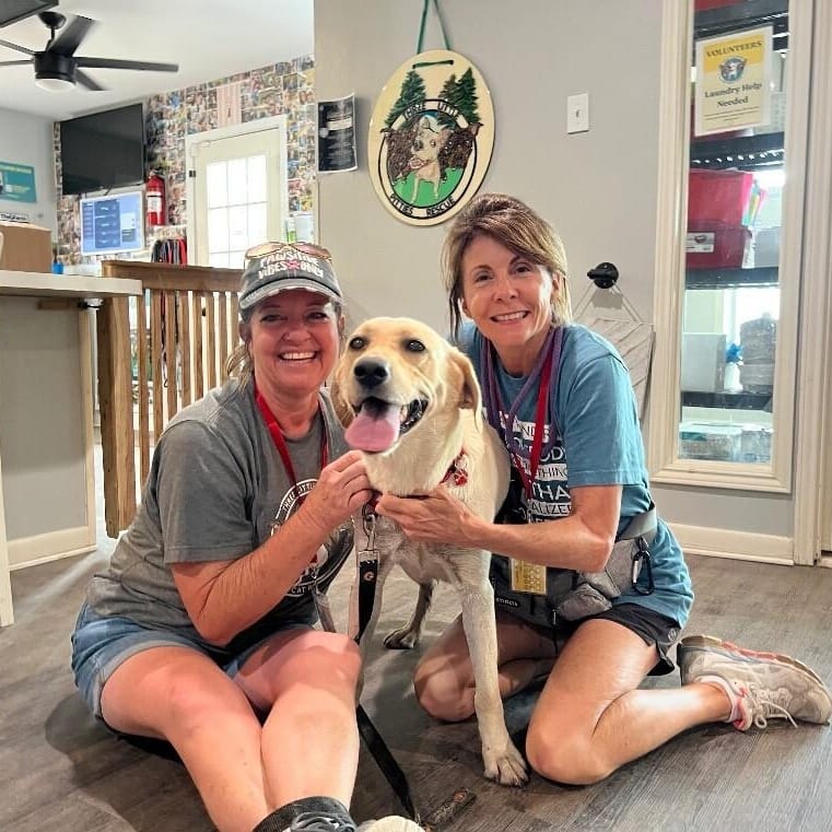 Lacie Love the Fun Loving Family Lab