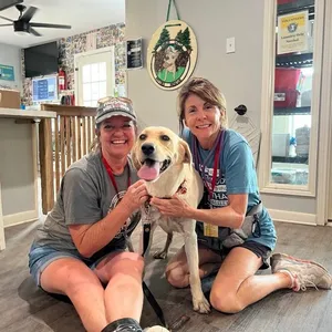 Lacie Love the Fun Loving Family Lab