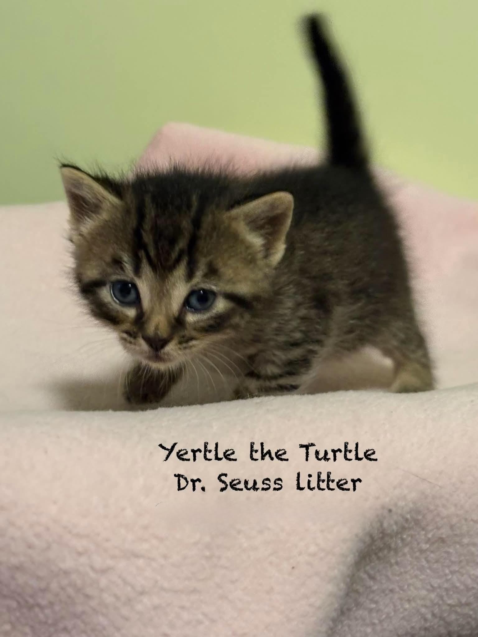 Yertle the Turtle