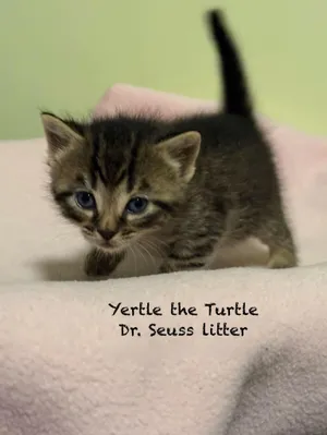 Yertle the Turtle