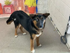 NYLA