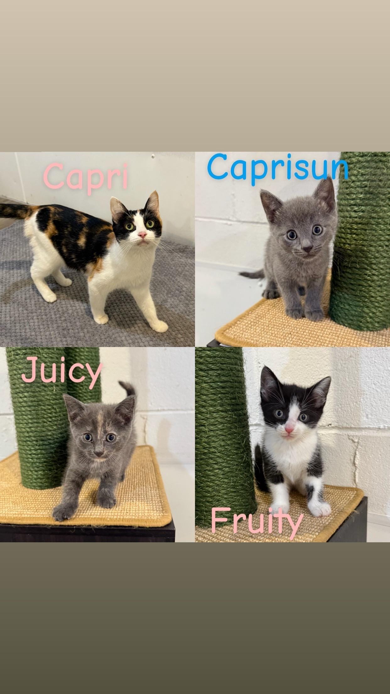 PAWS Capri pre-order