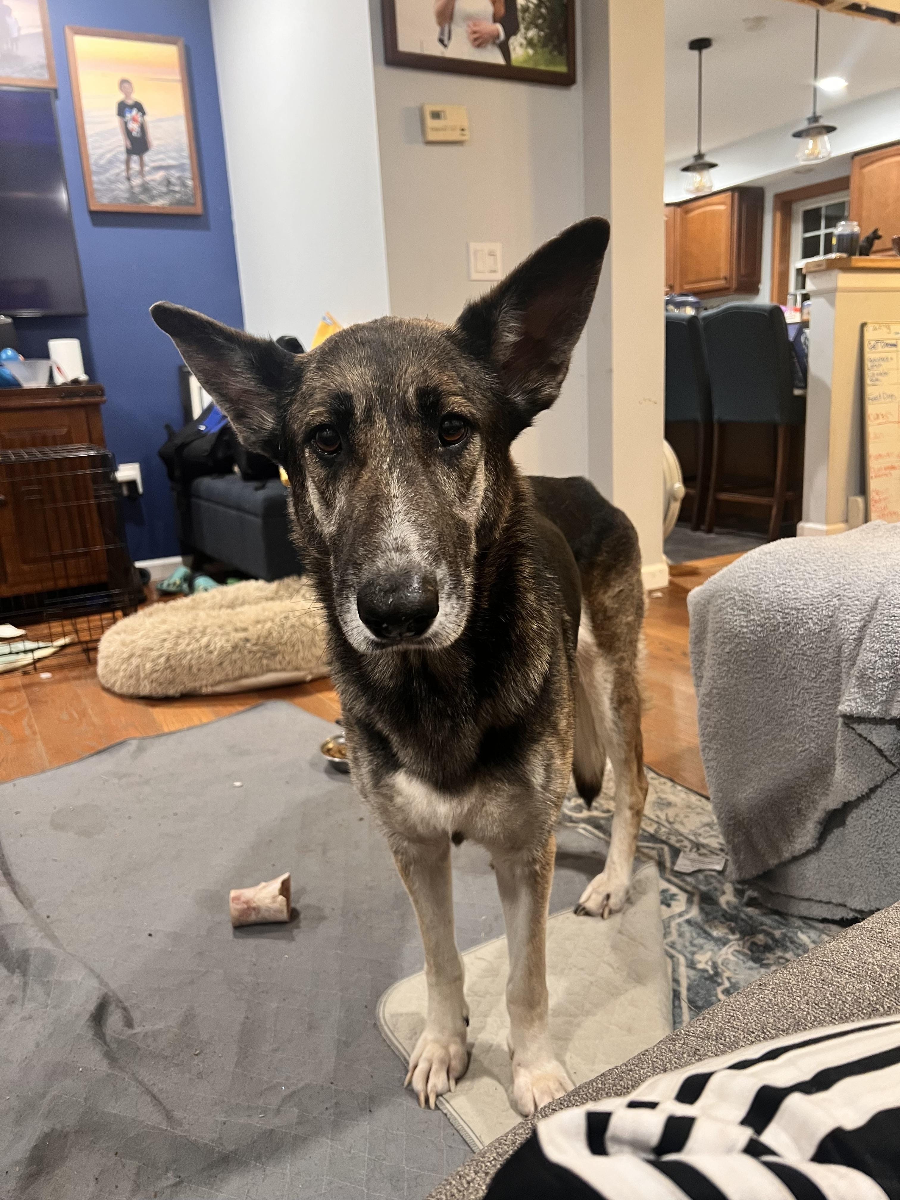 Adopt Dakota Today - Find Paw Pal