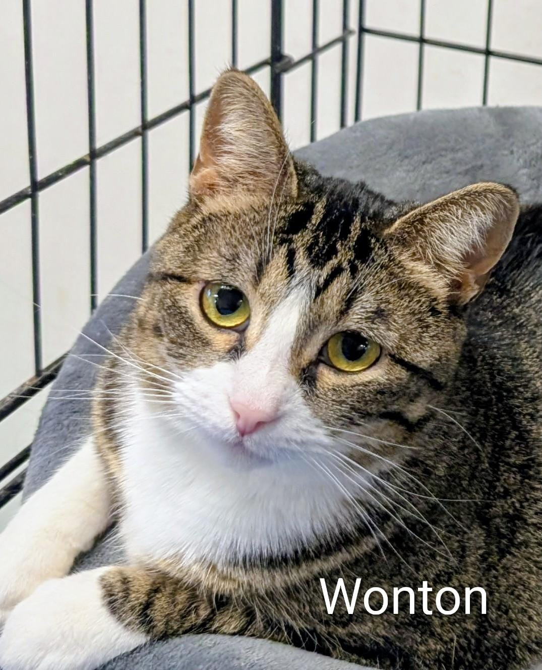 Wonton