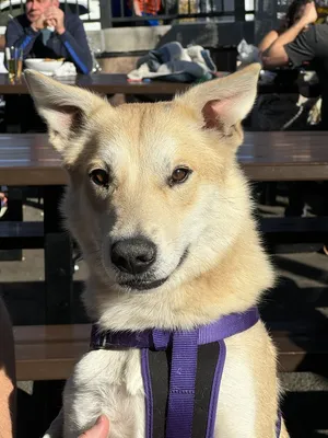 ILA