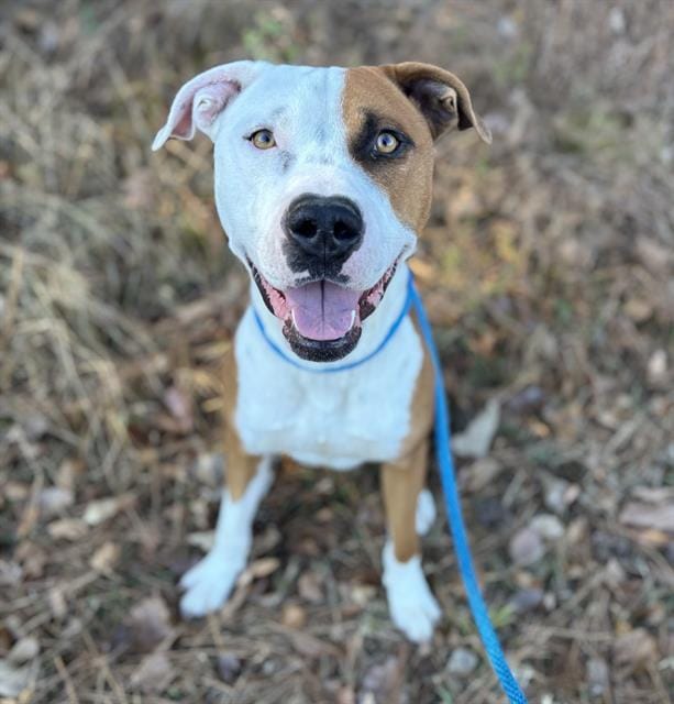 Adopt CALEB Today - Find Paw Pal
