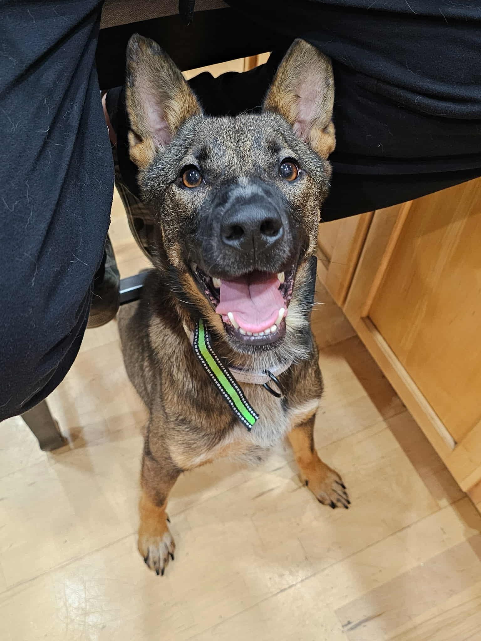 Ellie the Tripod Belgian Malinois