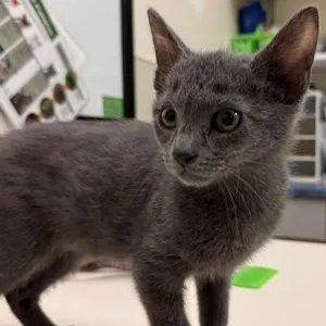 Michael