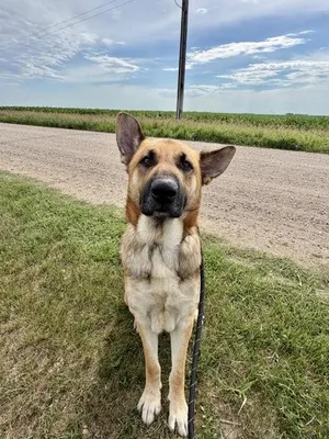 Loki