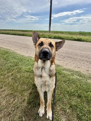 Loki
